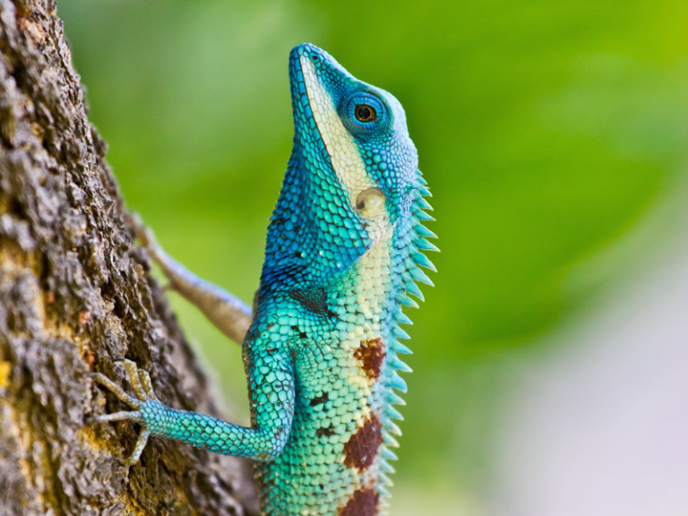 Animali image CalorFlex EU